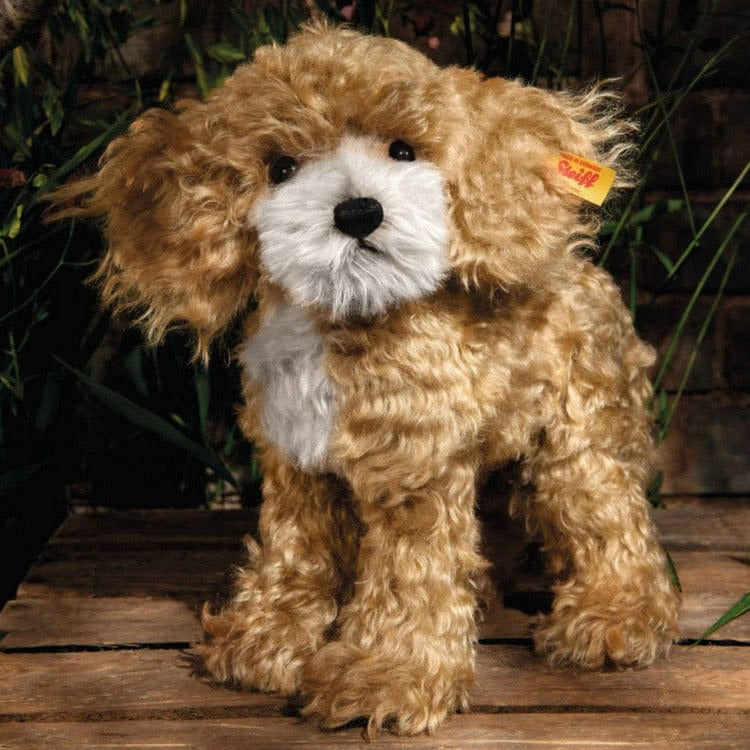 Ricky Cockapoo
